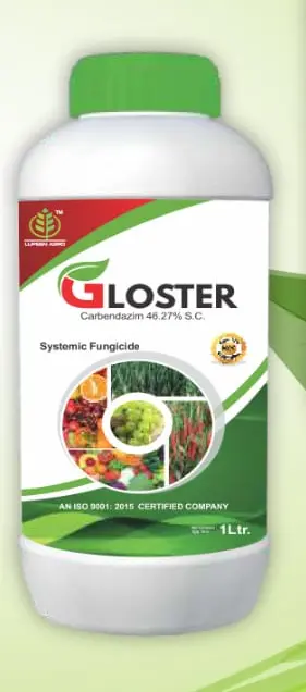 gloster