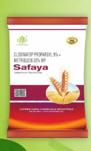 SAFAYA