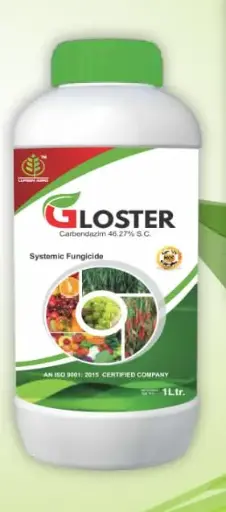 gloster
